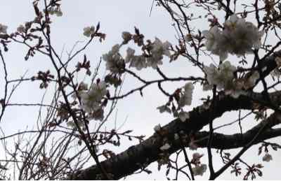 山桜開花